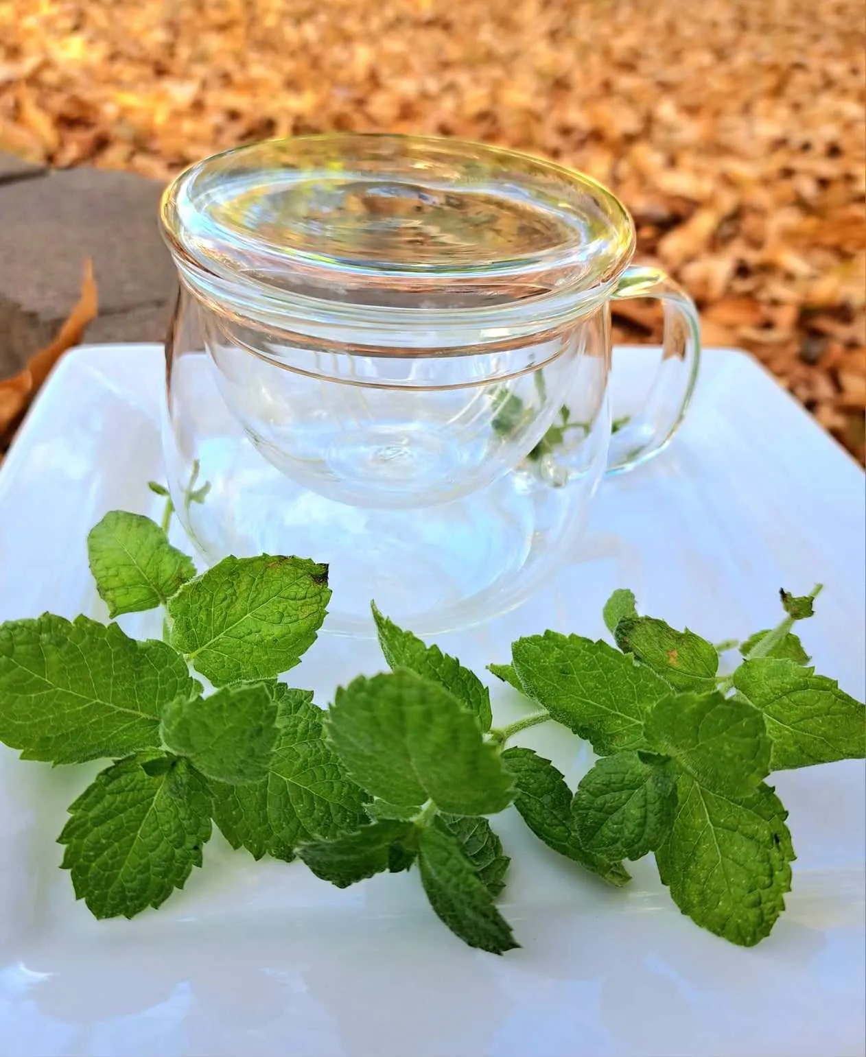 10 OZ Borosilicate Glass Tea Mug