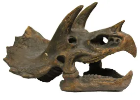 Triceratops Skull  23cm